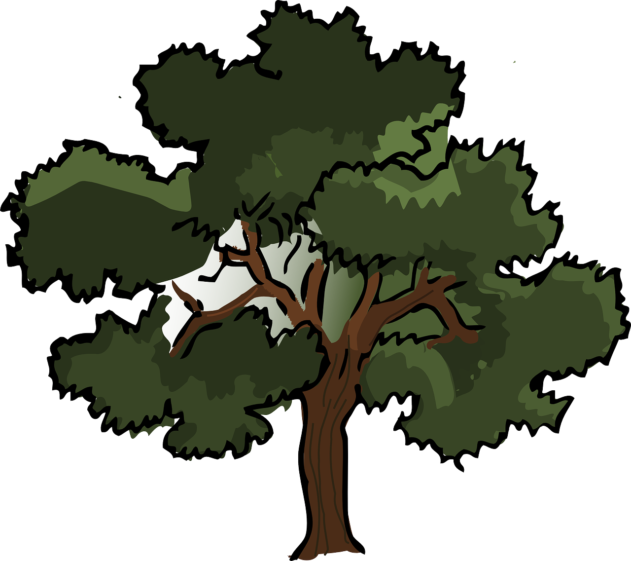 Oak