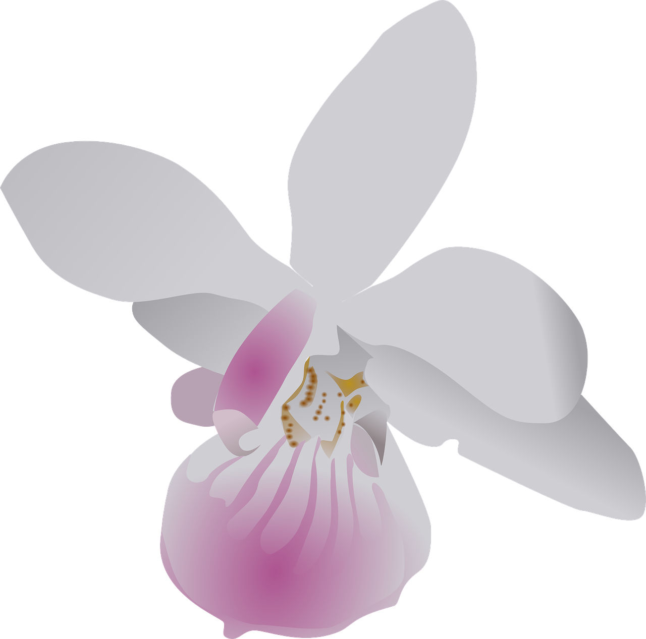 Orchid